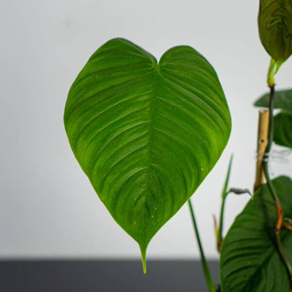 philodendron-tenue-sadzonka philodendron-tenue-sadzonka