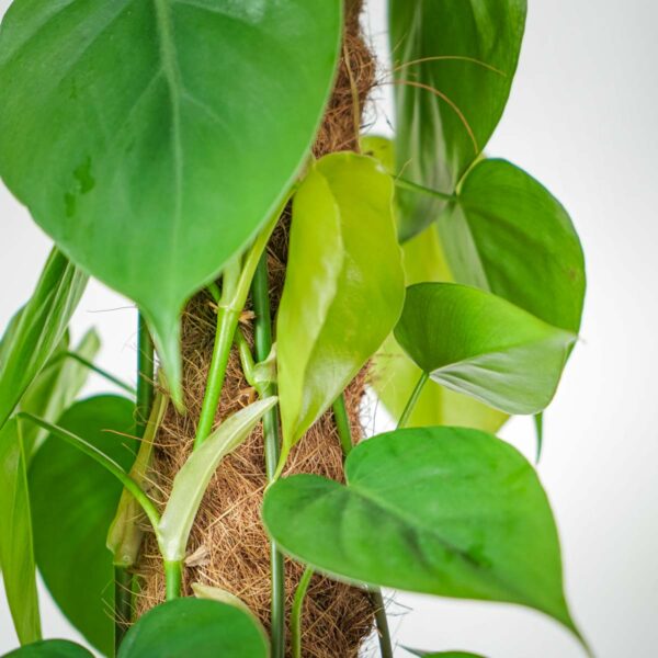 philodendron-scandens-na-paliku-gigant philodendron-scandens-na-paliku-gigant
