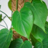 philodendron-scandens-na-paliku-gigant