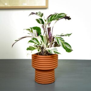 calathea-white-fusion