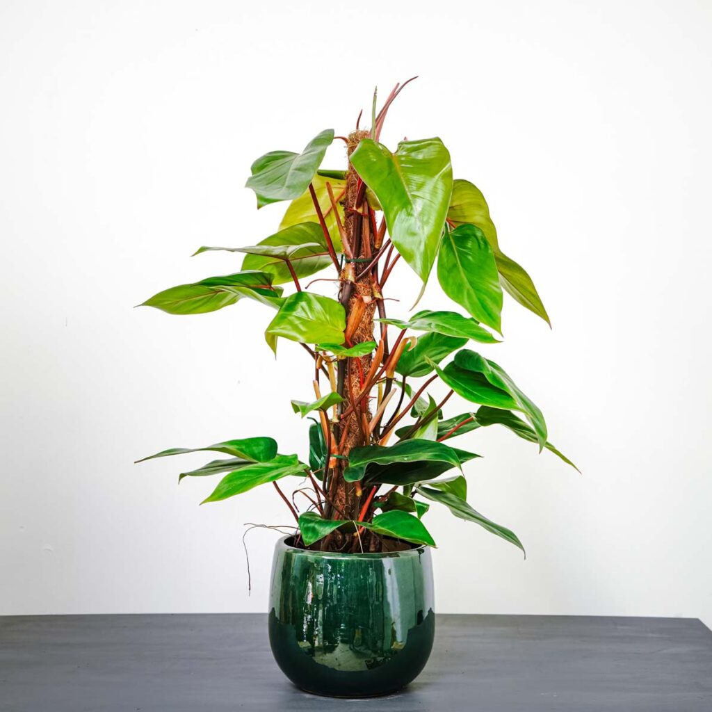 Philodendron red emerald na paliku kokosowym