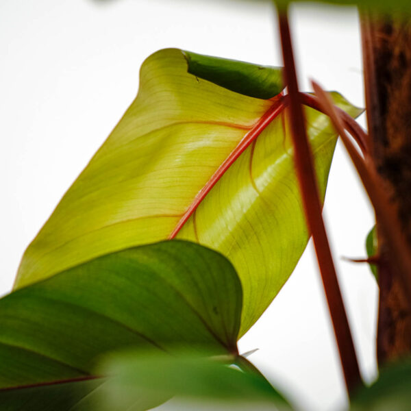 philodendron-red-emerald philodendron-red-emerald