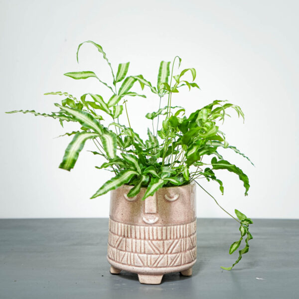 paproc-orliczka-kretenska-pteris-cretica paproc-orliczka-kretenska-pteris-cretica