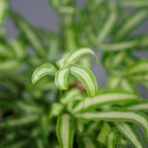 paproc-orliczka-kretenska-pteris-cretica