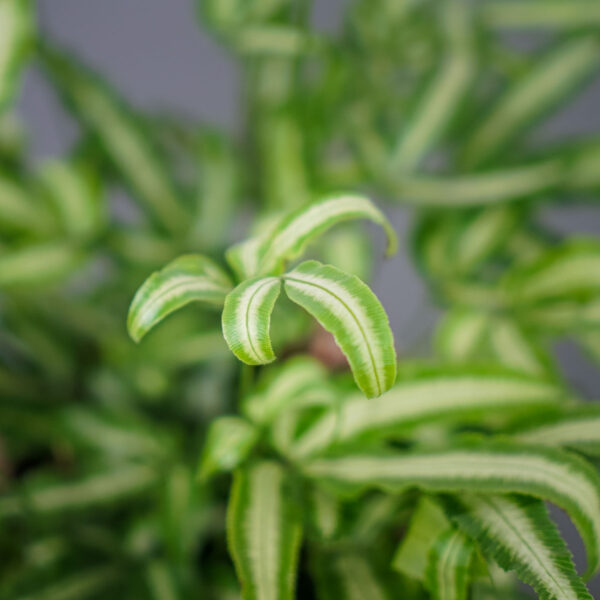 paproc-orliczka-kretenska-pteris-cretica paproc-orliczka-kretenska-pteris-cretica