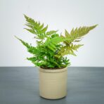 paproc-narecznica-dryopteris-erythrosora