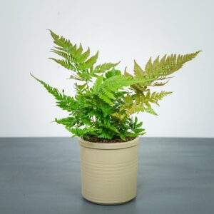 paproc-narecznica-dryopteris-erythrosora