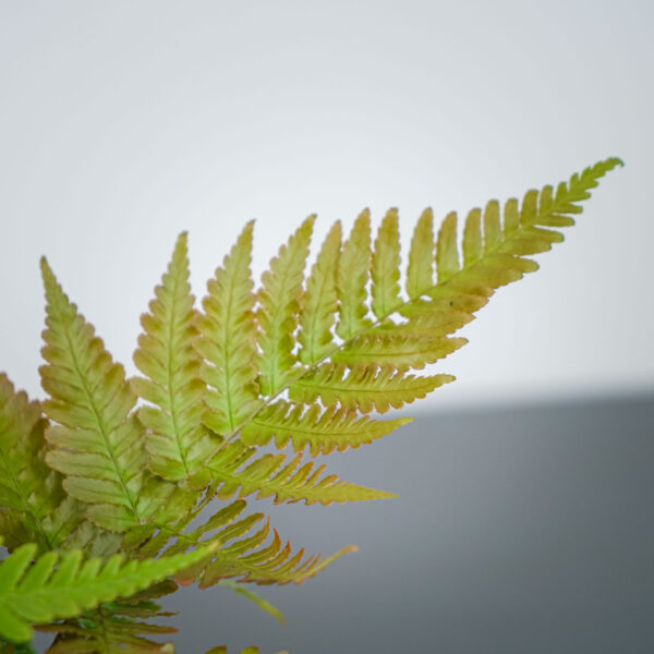 paproc-narecznica-dryopteris-erythrosora paproc-narecznica-dryopteris-erythrosora