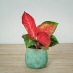 aglaonema-suksom-jaipong