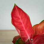 aglaonema-suksom-jaipong