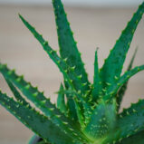 aloes-drzewiasty-aloe-arborescens