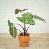 alokazja-yucatan-princess-alocasia