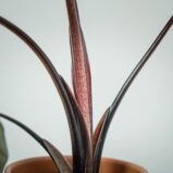 alokazja-yucatan-princess-alocasia