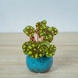 begonia-bowera-tiger-baby