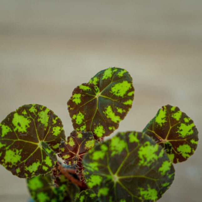 begonia-bowera-tiger-baby (2) begonia-bowera-tiger-baby