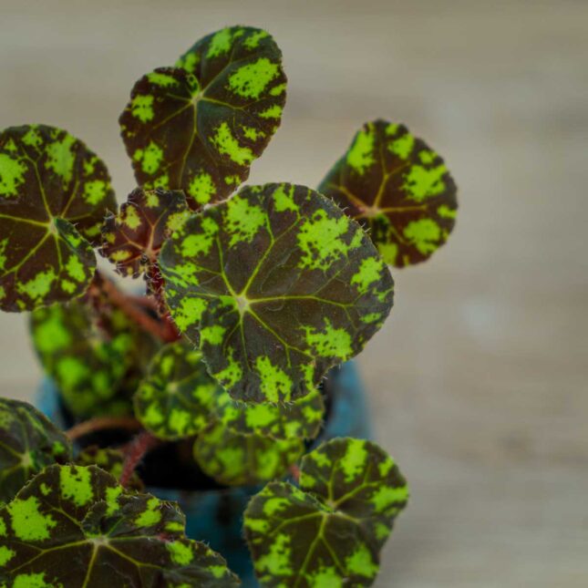 begonia-bowera-tiger-baby (3) begonia-bowera-tiger-baby