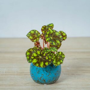 begonia-bowera-tiger-baby