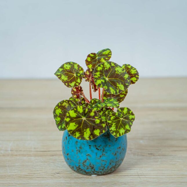 begonia-bowera-tiger-baby begonia-bowera-tiger-baby
