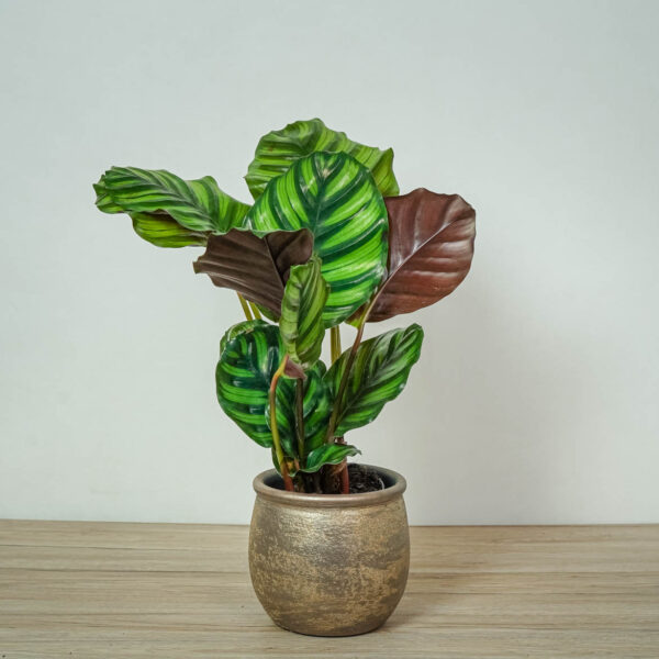 calathea-fasciata