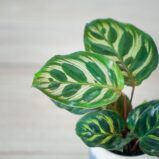 calathea-makoyana-baby