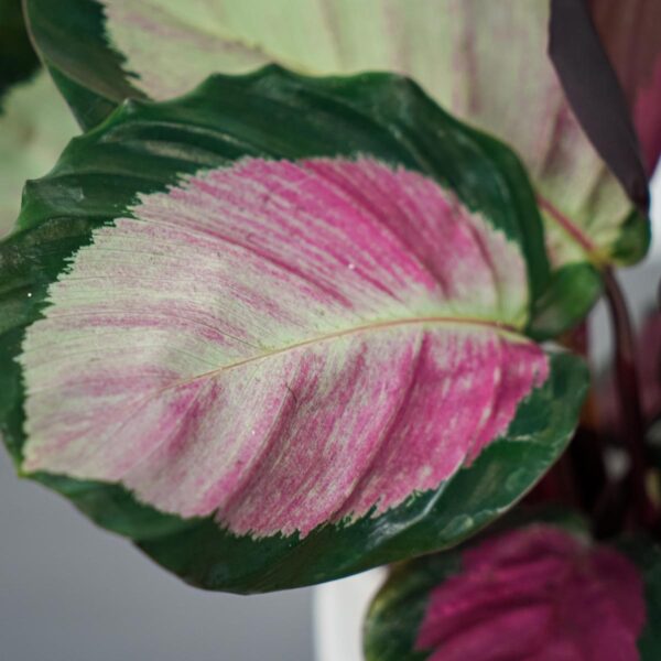 Różowe rośliny doniczkowe Calathea roseopicta rosy