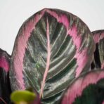 calathea-roseopicta-surprisestar