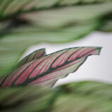 calathea-white-star