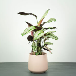 calathea-white-star