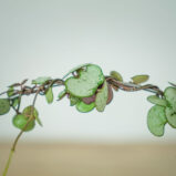 ceropegia-woodii-na-obreczy