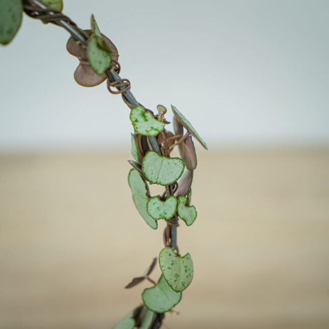 ceropegia-woodii-na-obreczy ceropegia-woodii-na-obreczy
