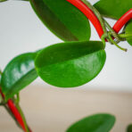 hoya-australis-na-obreczy-serce