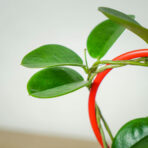 hoya-australis-na-obreczy-serce