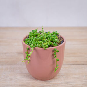 senecio-rowleyanus-variegata-starzec-rowleya