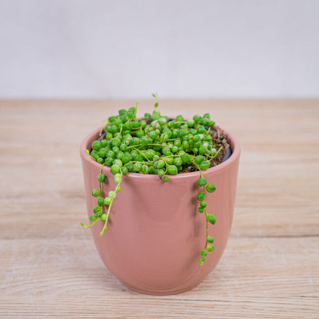 senecio-rowleyanus-variegata-starzec-rowleya senecio-rowleyanus-variegata-starzec-rowleya