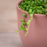 senecio-rowleyanus-variegata-starzec-rowleya