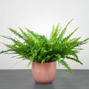 paproc-nefrolepis-wyniosly-gigant-nephrolepis-exaltata