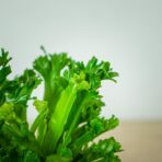 paproc-zanokcica-asplenium-leslie
