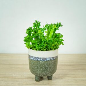 paproc-zanokcica-asplenium-leslie