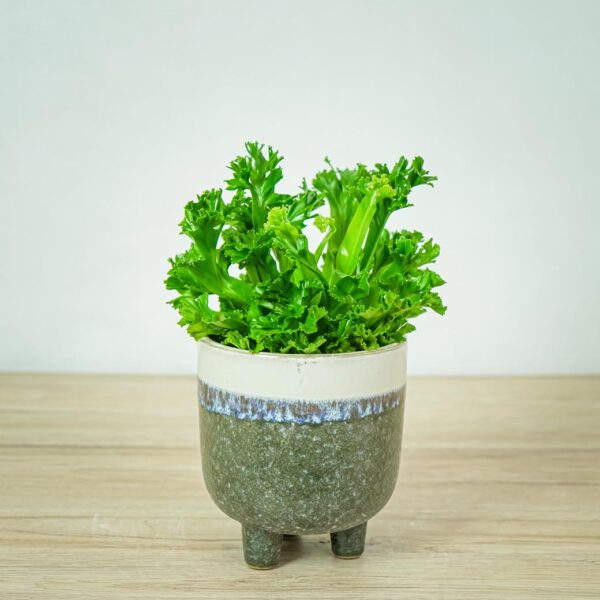 paproc-zanokcica-asplenium-leslie paproc-zanokcica-asplenium-leslie