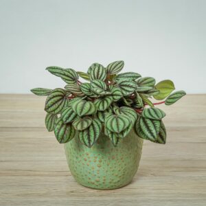 peperomia-piccolo-banda-albovittata