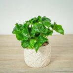 philodendron-atom