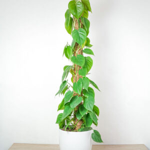 philodendron-scandens-na-paliku-gigant