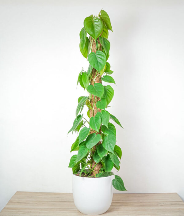 philodendron-scandens-na-paliku-gigant philodendron-scandens-na-paliku-gigant