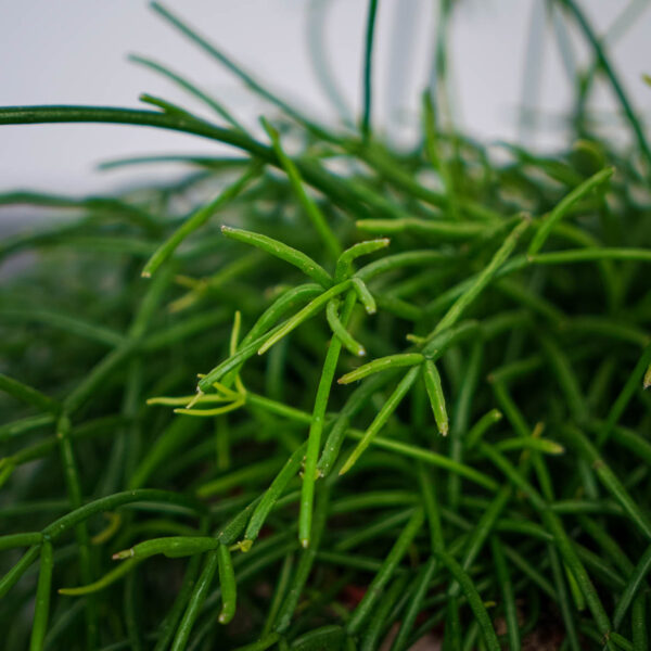 rhipsalis-cassutha-patyczak (2) rhipsalis-cassutha-patyczak