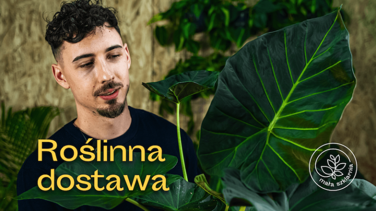 dostawa-roślin-mała-szklarnia