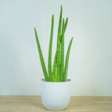sansevieria-cylindrica-handshake