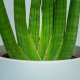 sansevieria-cylindrica-handshake