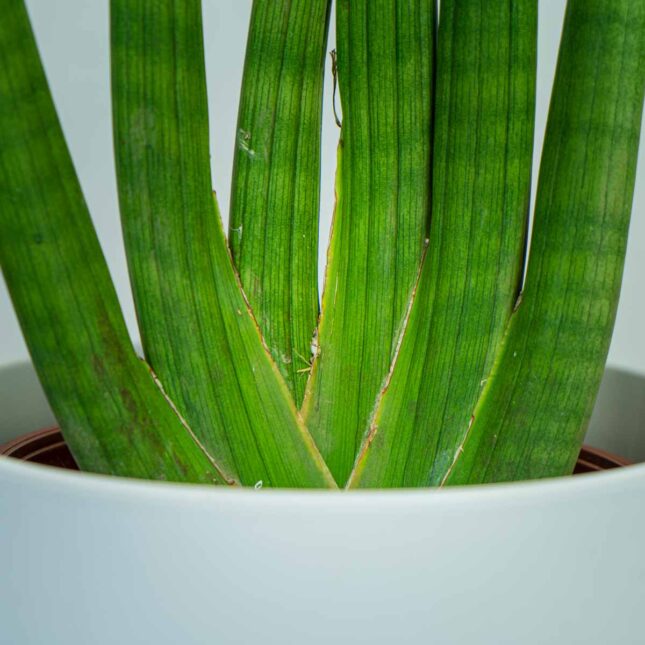 sansevieria-cylindrica-handshake (2) sansevieria-cylindrica-handshake
