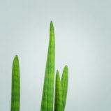 sansevieria-cylindrica-handshake