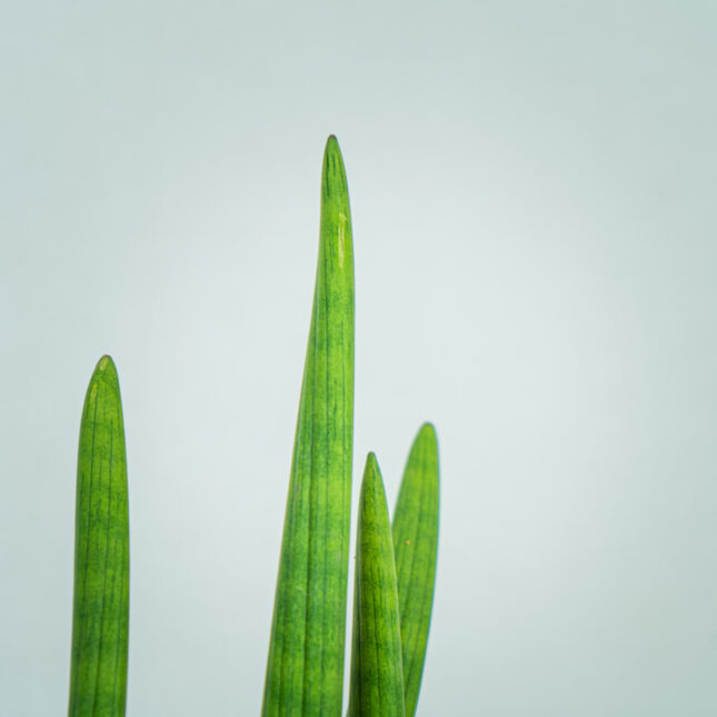sansevieria-cylindrica-handshake (3) sansevieria-cylindrica-handshake